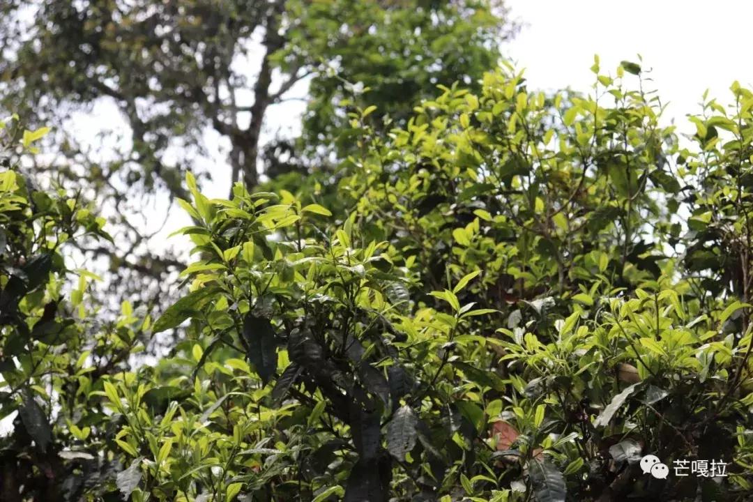 茂林原始森林,茂林修缘