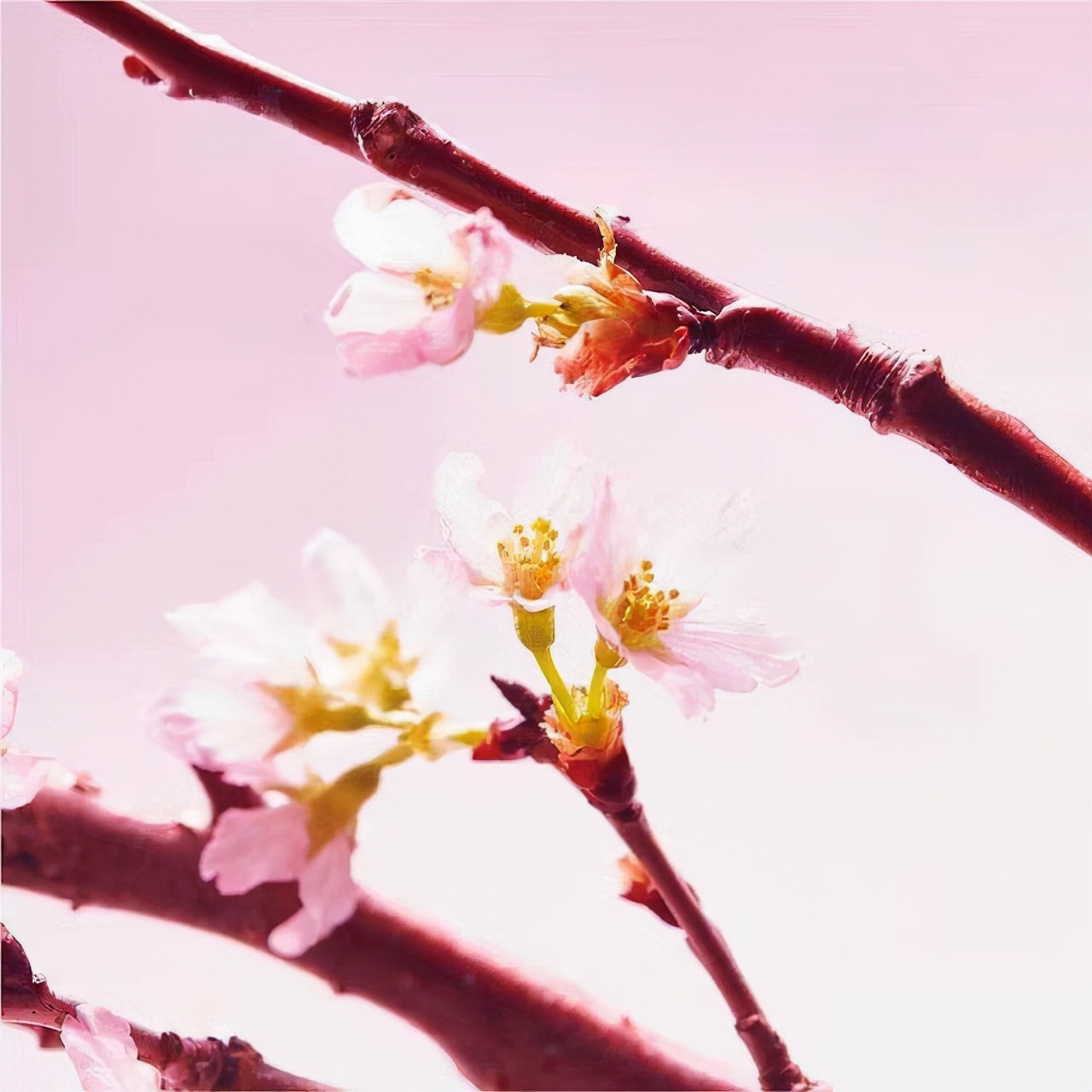 拥有一张初恋脸是种怎样的体验,如何养成干净初恋脸学生党