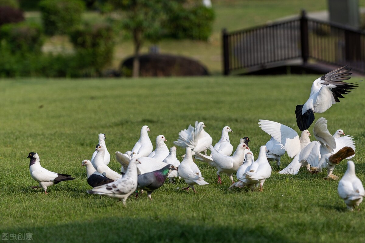 鸽子沙门氏菌瘸腿能恢复吗,鸽子瘸腿用什么药
