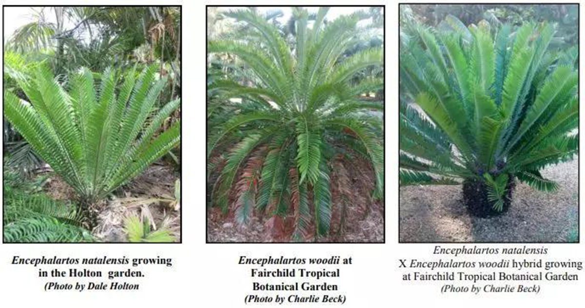 伍德苏铁:寻妻百年的铁树鳏夫,全球仅一棵,克隆的树苗价值15万