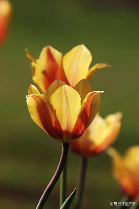 静物摄影作品欣赏郁金香,郁金香的摄影作品欣赏