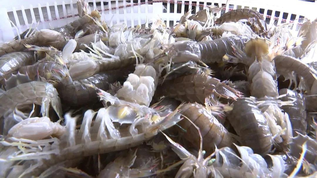 迁安皮皮虾,迁安海鲜皮皮虾