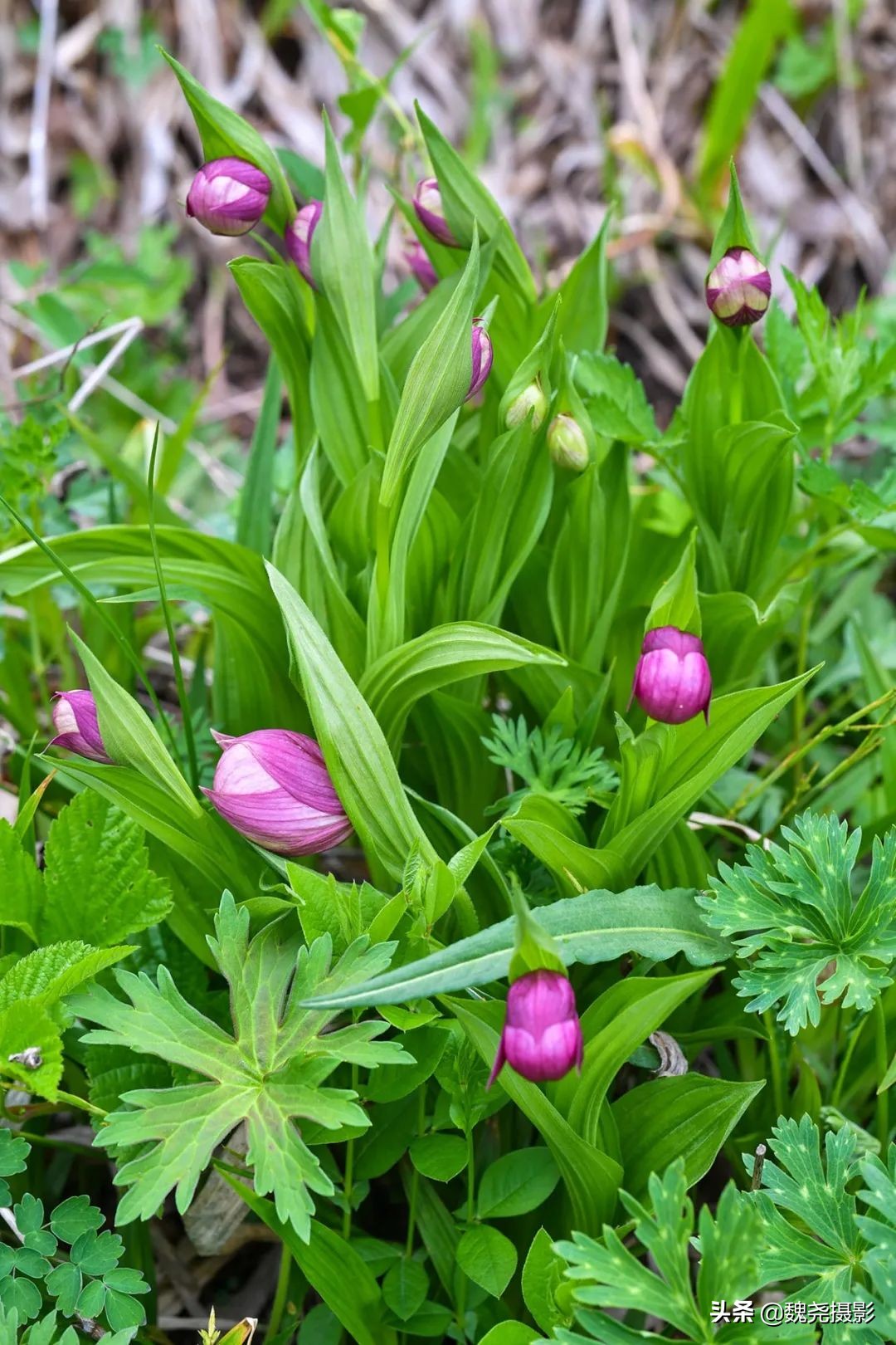 各个季节的野生兰花,北京百花山野生兰花图片