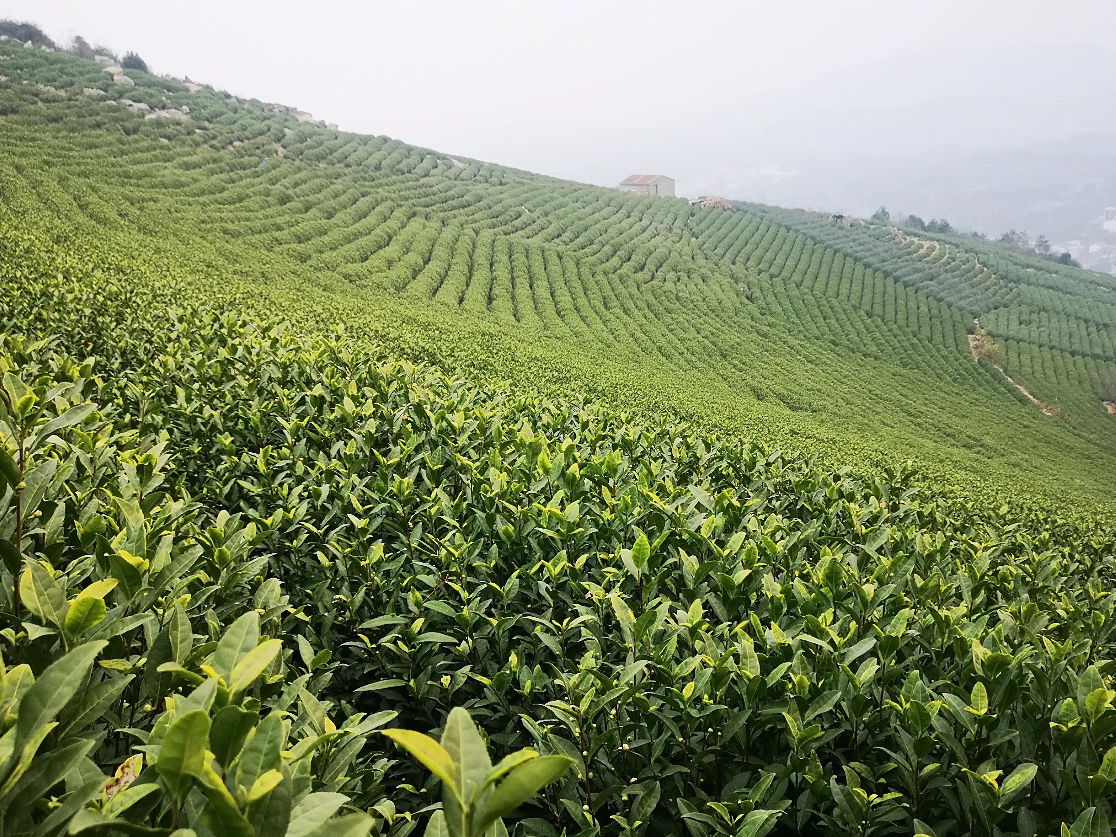 溧阳南山竹海小鸟天堂,宜兴南山竹海和溧阳南山竹海