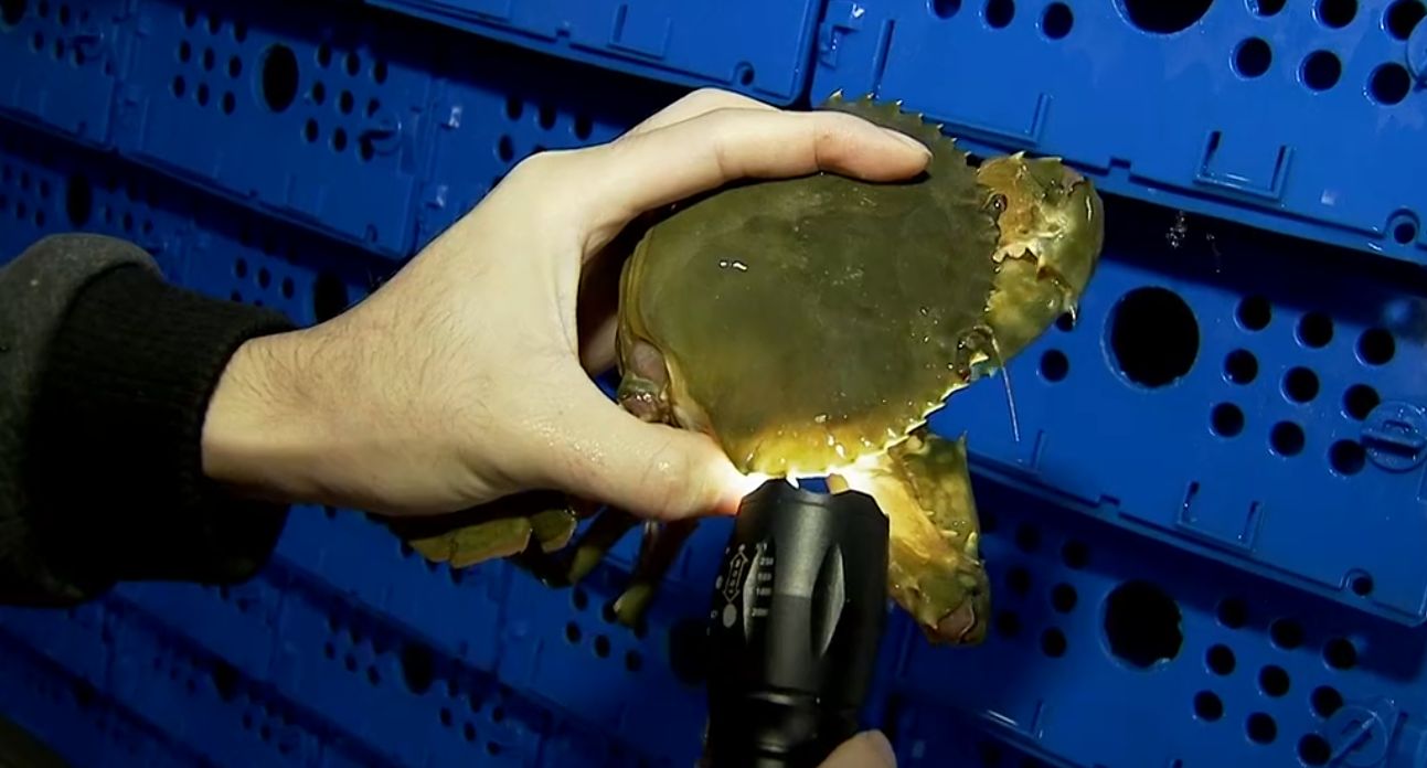 正宗和乐蟹哪里买,广州膏蟹市场价格