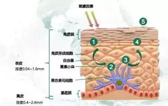 关于美容针的讲解,美容针可以解决哪些问题