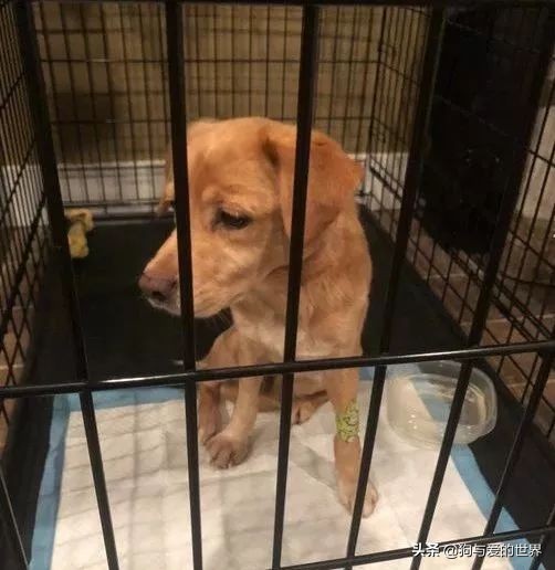 鏅氫笂瀹堕噷杩涗簡涓嶆槑鐢熺墿,鐢峰瓙鍗婂鍥炲閬囦笂涓嶆槑鐢熺墿