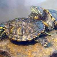 被过分*制抵**的爬宠，能不能存在于阳光之下？