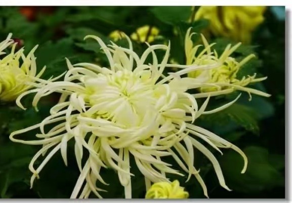 茶花是我国的十大名花吗,中国十大名花图片及花语