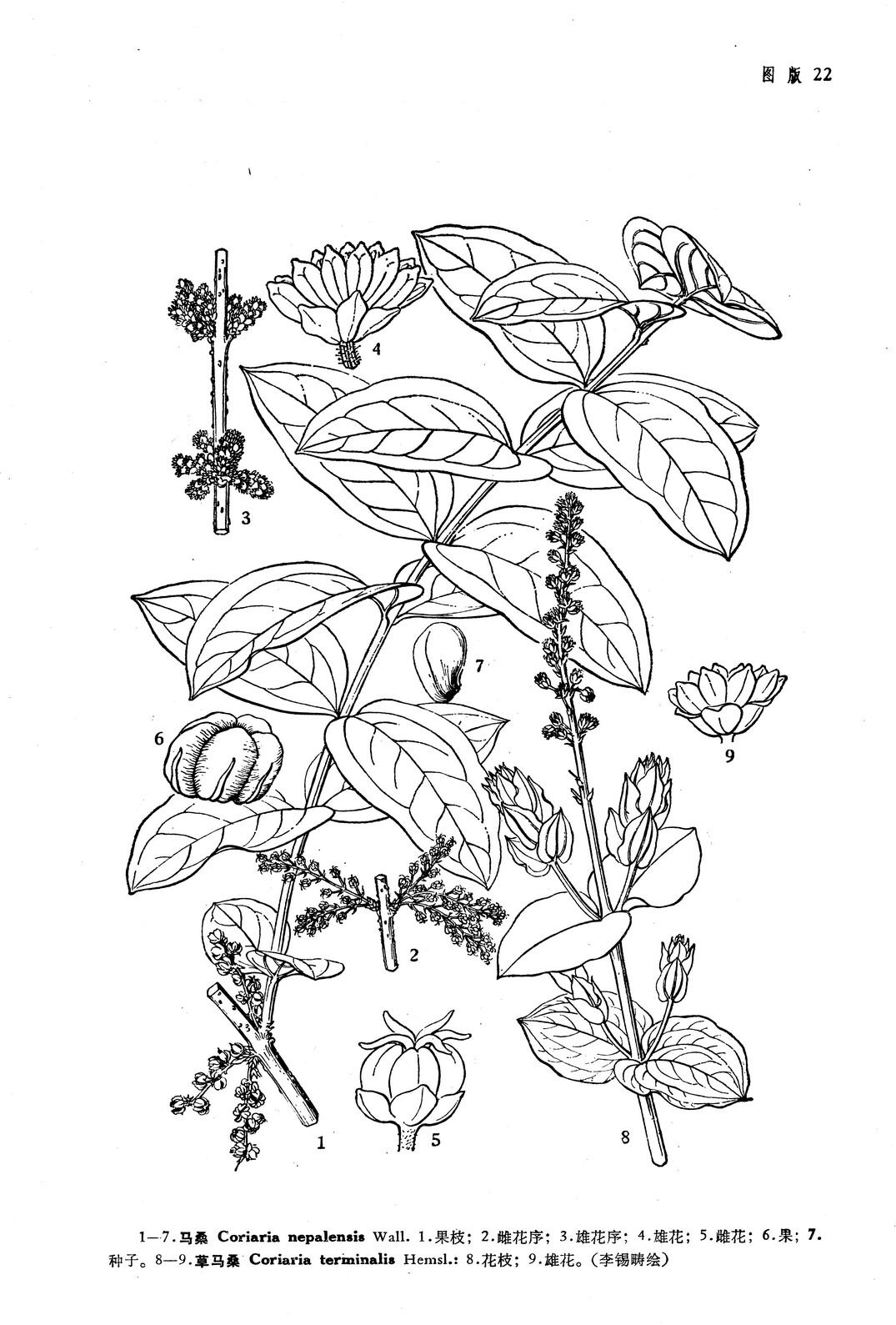 中药材桑叶,马桑叶别名