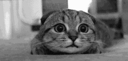 虎斑暹罗的鼻子是什么颜色的,虎斑暹罗猫咪多少斤需要减肥