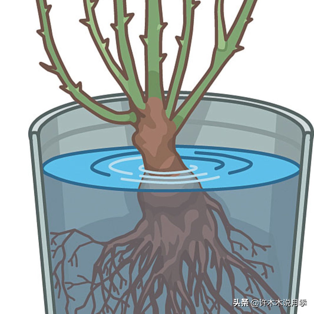 月季花苗怎么种不活,月季盆栽的种植方法和注意事项