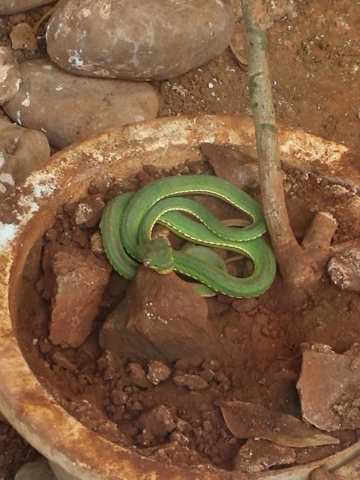 湖南一男子上厕所遇剧毒眼镜蛇,一男子在枕头下发现五步蛇