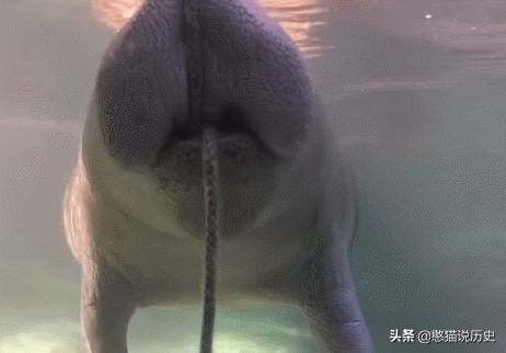 海洋里的哺乳动物是怎么哺乳的,海洋哺乳动物怎么喝水