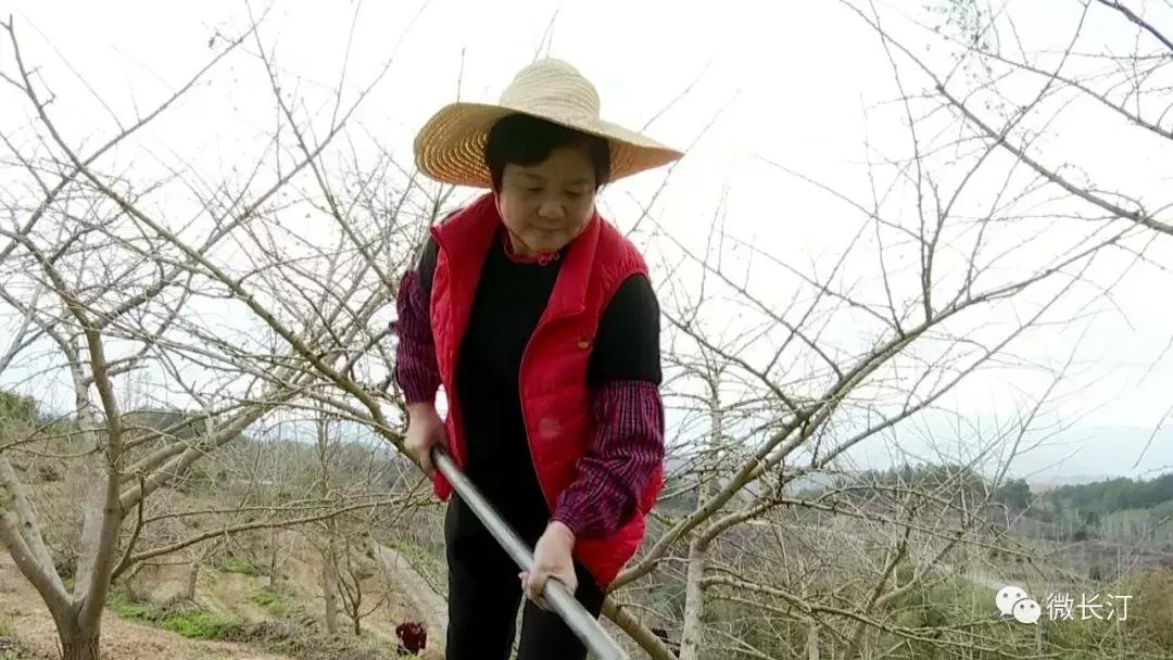 沈腾乡村振兴,长汀策武乡村振兴