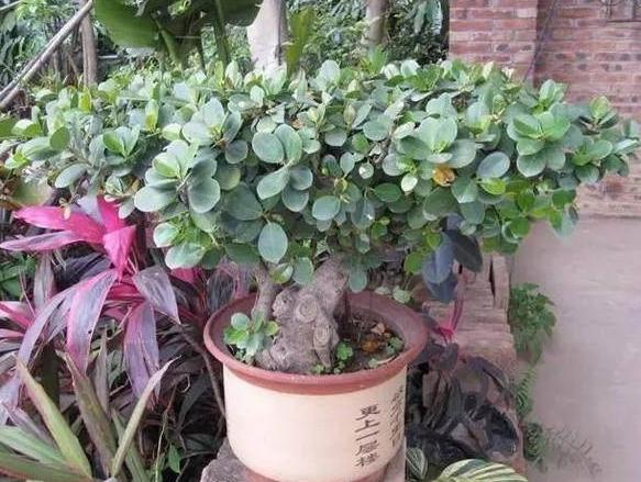 盆栽土越多越好吗,盆栽里面的土太实了怎么办