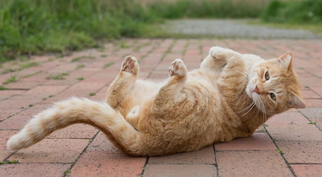 猫咪课堂：关于猫咪“膀胱炎”，看这一篇就够了