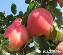 种植新品种果树苗一手货源,各种新品种果树苗木一手货源