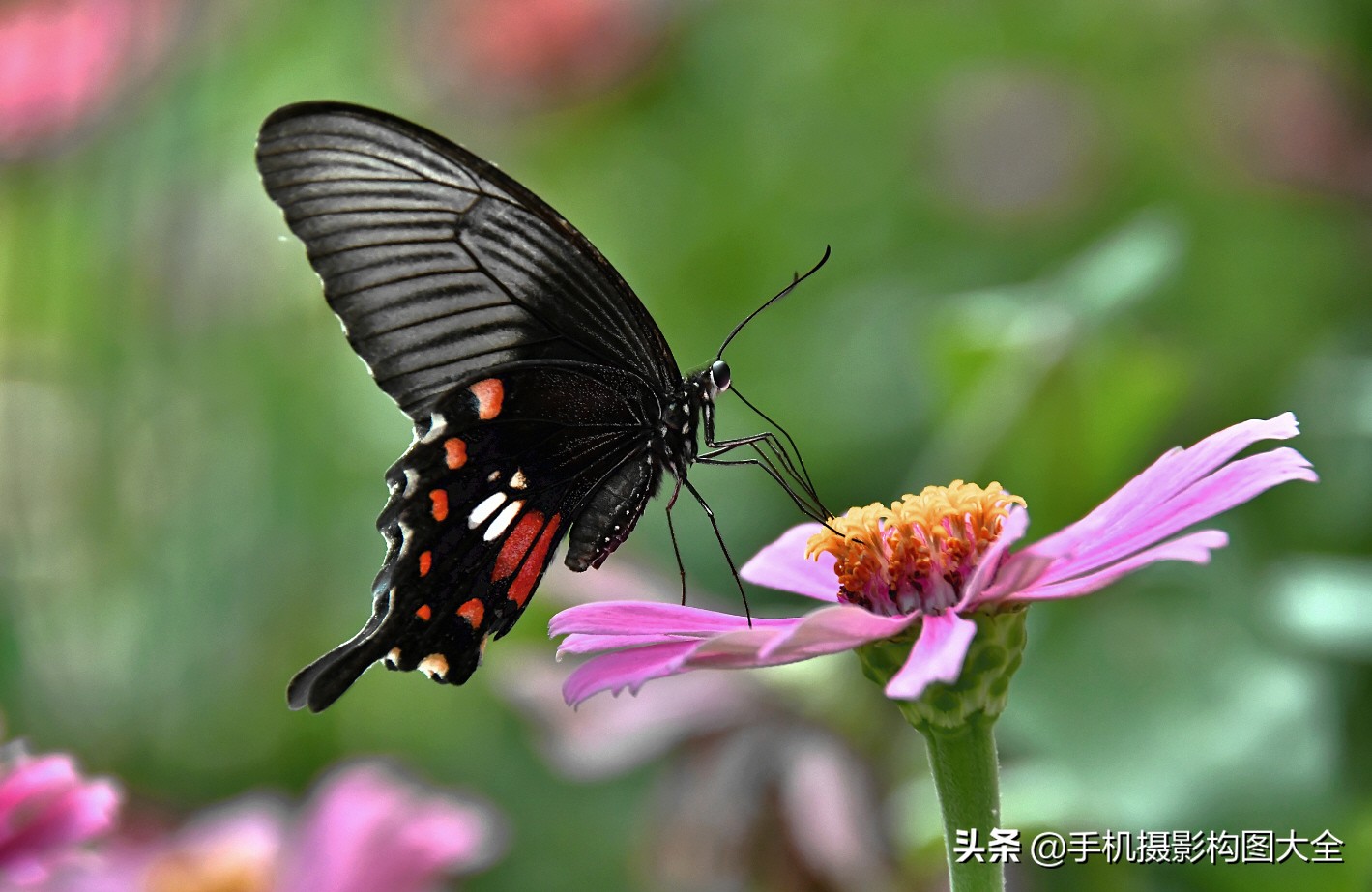 拍蝴蝶最大收获,拍蝴蝶技巧