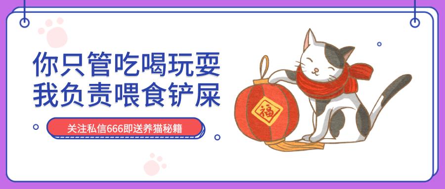 猫咪里面最温顺的是什么猫,什么猫咪是世界上最最温柔的猫咪