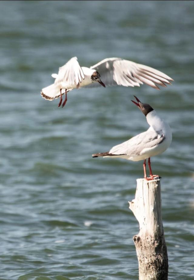 鄂尔多斯房地产的前世今生,鄂尔多斯的历史和文化