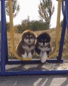 给阿拉斯加养个什么同伴比较好,给你100个养狗理由