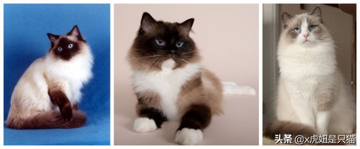 布偶猫繁育颜色,布偶猫如何繁育最好的品相