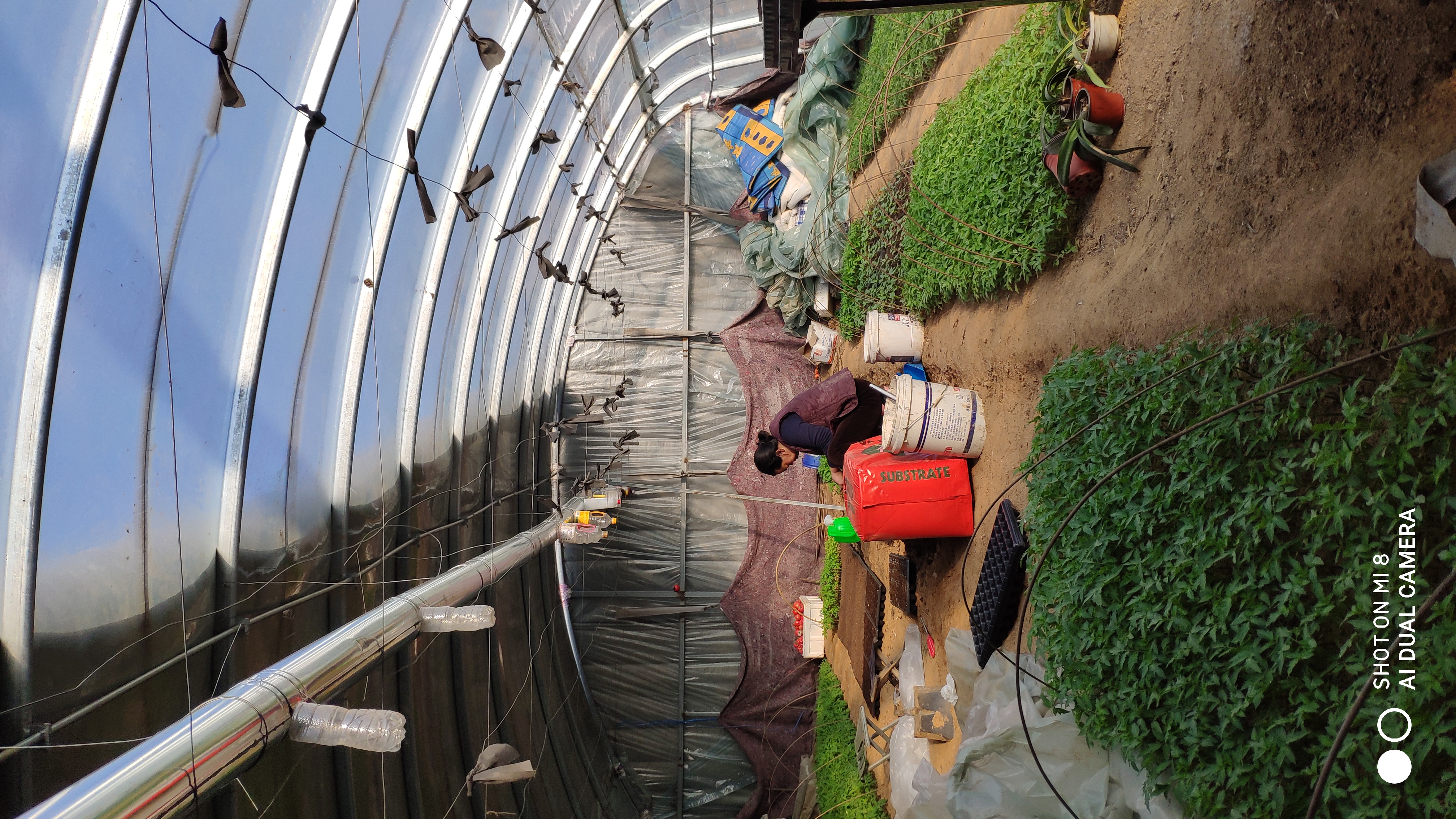 崂山水畔菜蔬鲜，黄石洞中书韵长