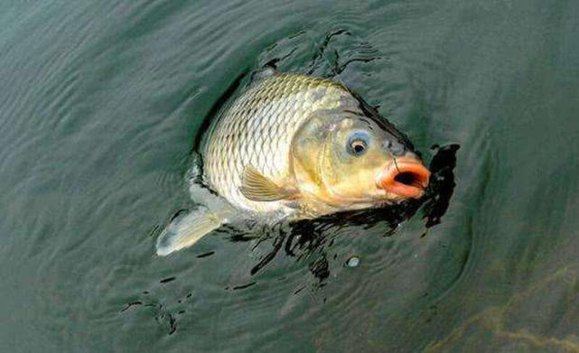 钓鱼的最高境界完整视频 (钓鱼人通病你中了几条)