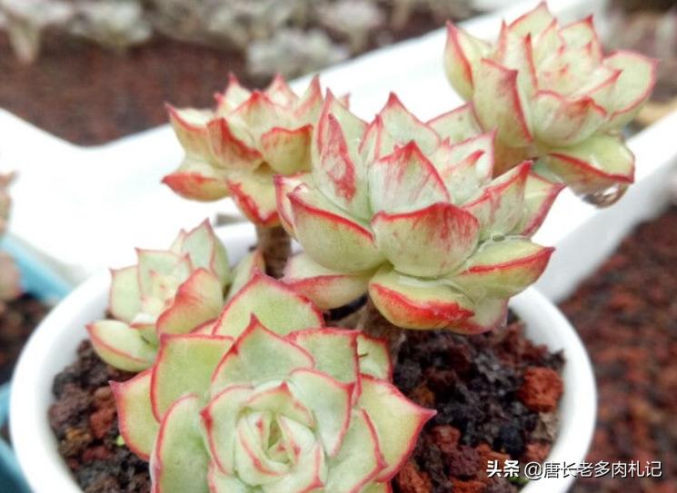 养多肉是个坑,养多肉不为人知的秘密