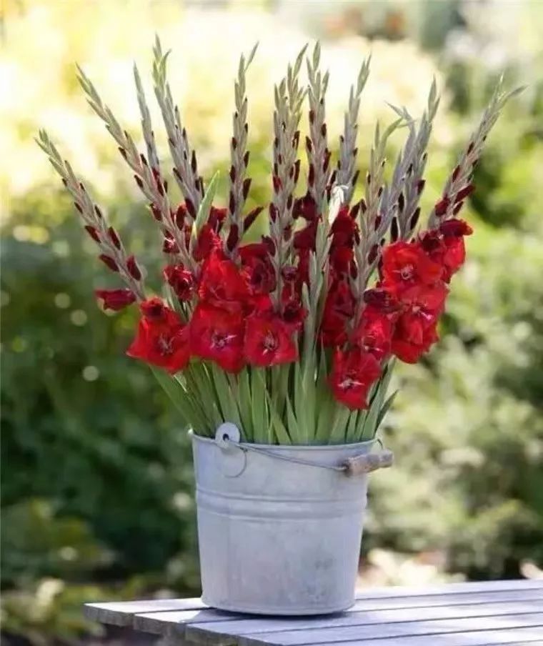 吉祥兰品种大全,六种吉祥兰花