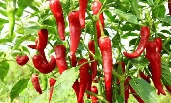 全世界辣椒排行榜前十,世界上十大辣椒排行榜
