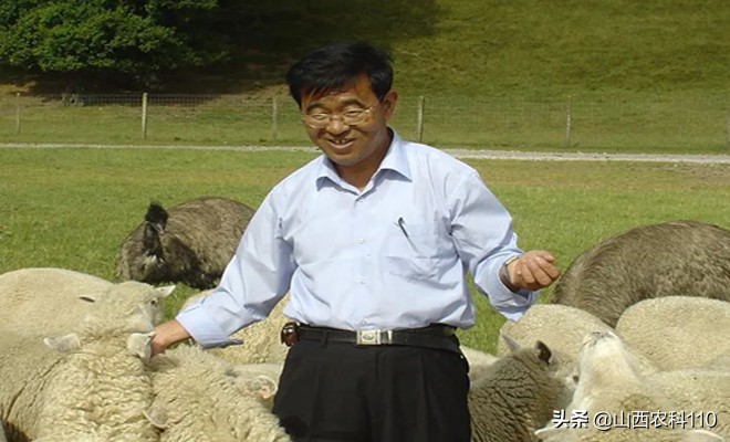 羔羊预防口疮用什么药,羔羊长满口疮怎么办