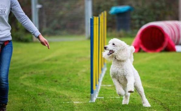 巨型贵宾犬为什么那么少人养,巨型贵宾犬怎么养比较好科普一点
