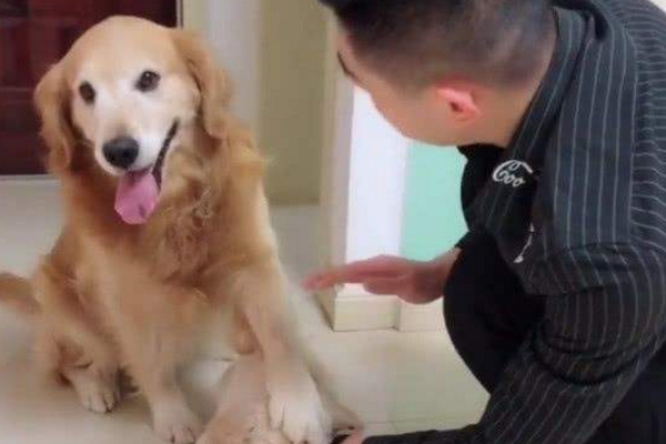 狗狗的报复心理学,狗狗的报复视频大全