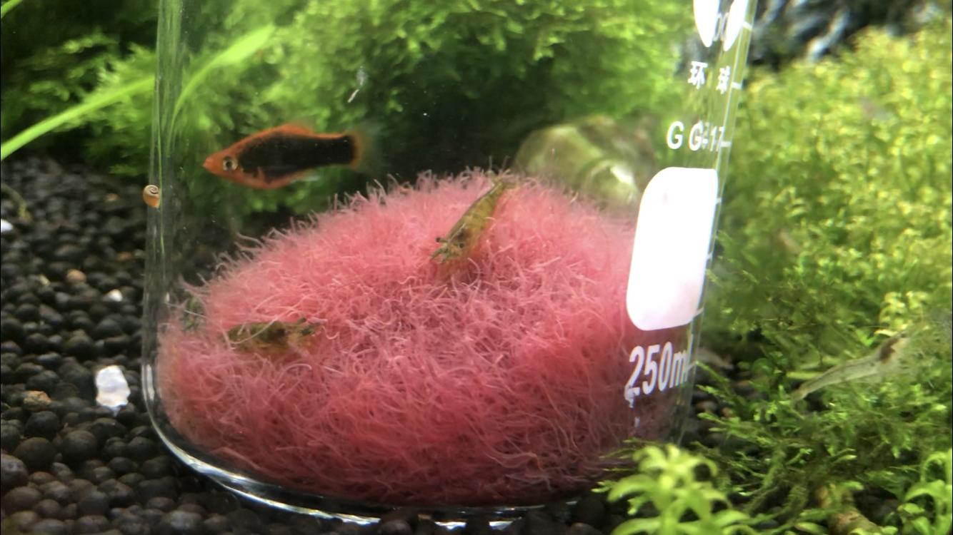 请问一下买回家的红线虫怎样饲养,红线虫是怎么伤害鱼儿的呢