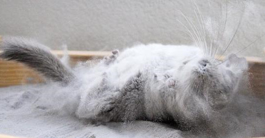 龙猫怎么养新手教程,龙猫饲养方法如何饲养龙猫