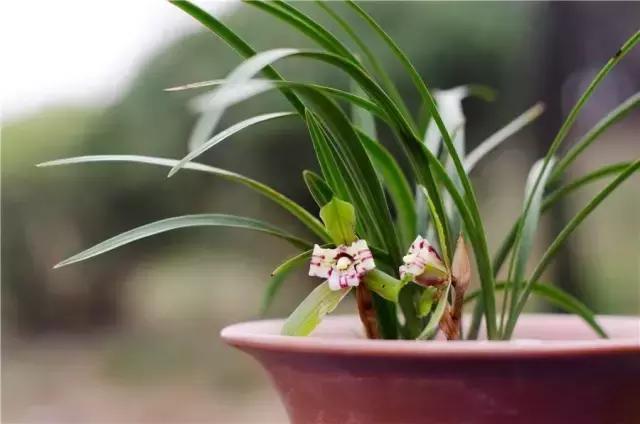 种植兰花叶片有虫怎么办,兰花生病防治小妙招