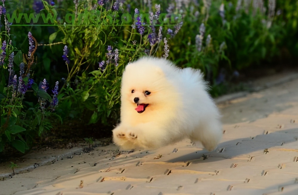 狗狗出现这4种动作一定要注意,注意狗狗频繁出现这3个动作