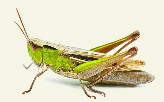 换换口味,去农村打野,跑不掉的野味你可以尝尝