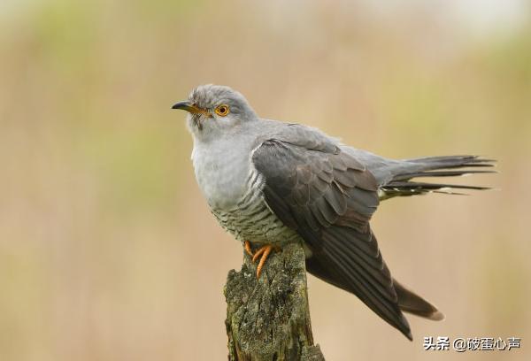 啼叫肝肠断，杜鹃是何鸟