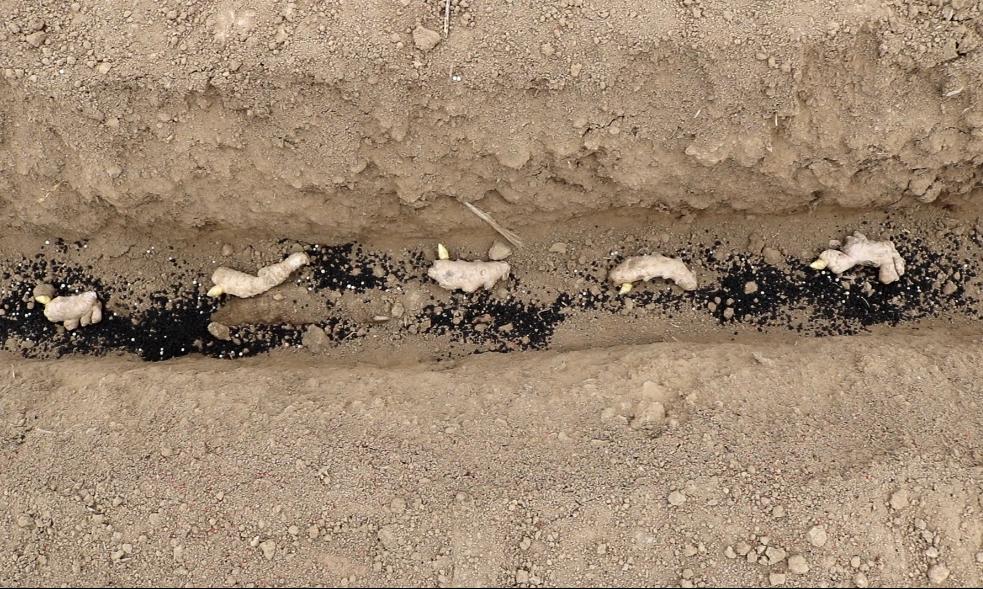 姜催芽的正确方法,几种常用的生姜催芽方法