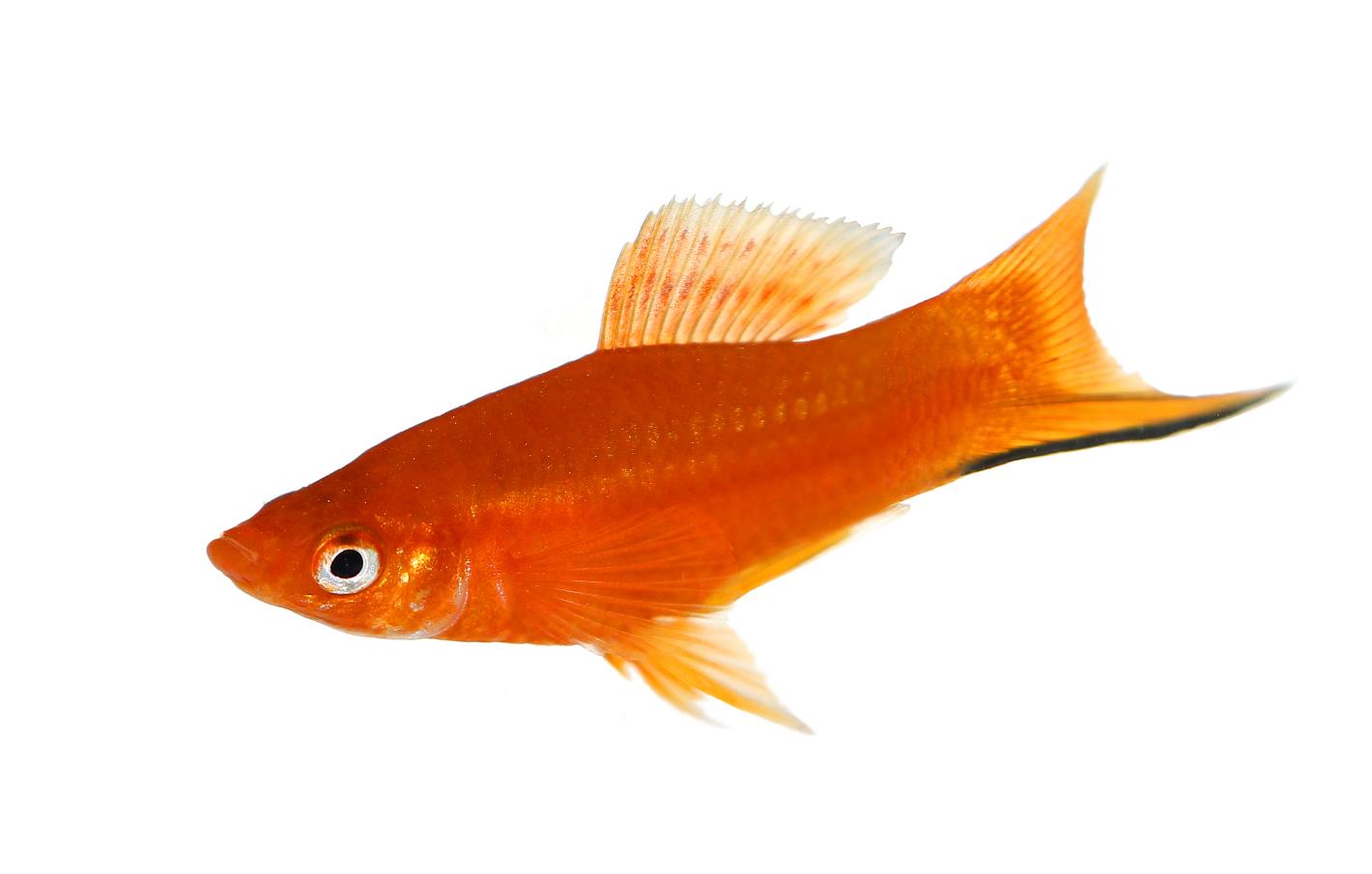 红剑鱼需要怎么养,红剑鱼怎么养才能长久地活下来