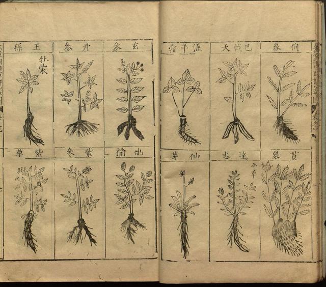 本草纲目中插图是李时珍画的吗,本草纲目李时珍插图