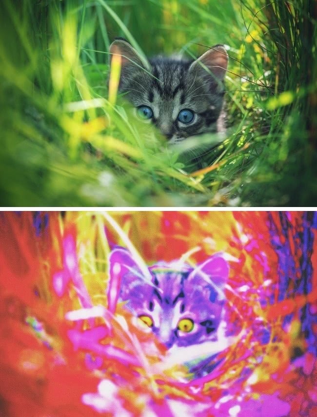 什么动物视力模糊不清,视力与人类一样的动物