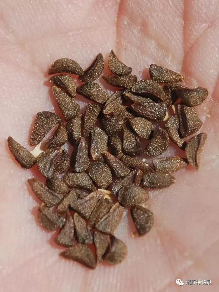 改变世界的植物:骆驼蓬PeganumharmalaL.