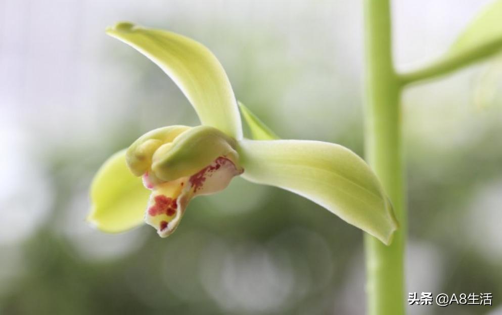 每日一品,蕙兰潘绿梅和庆华区别