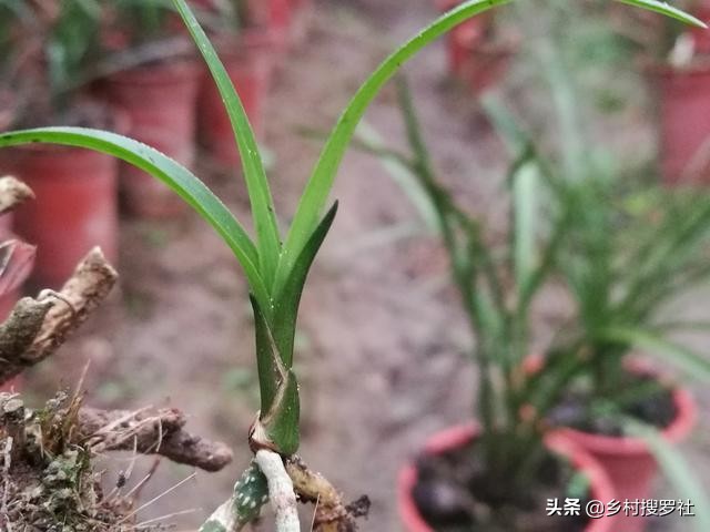 栽培野生兰花,兰花用腐殖土栽好还是用树皮栽好