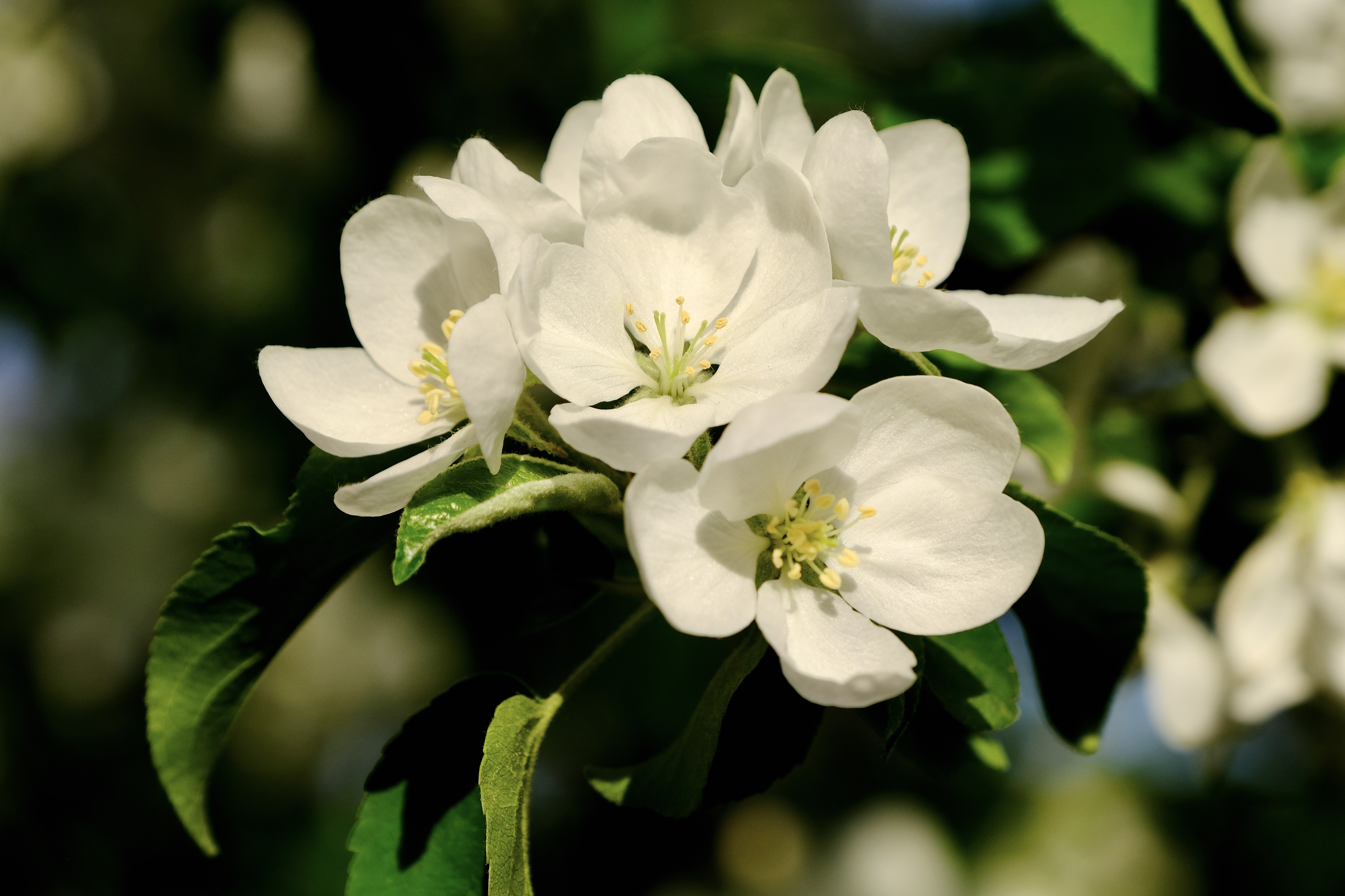 开往地铁上的春天,开往春天的地铁邂逅京城的花开