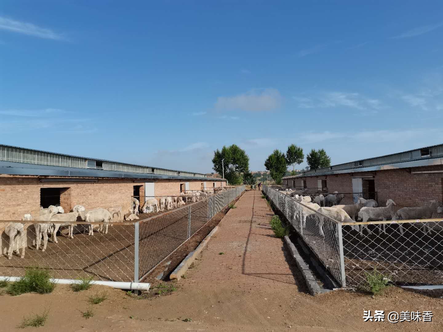 羊常见疾病的快速诊断,怎么判断羊病最简单的方法